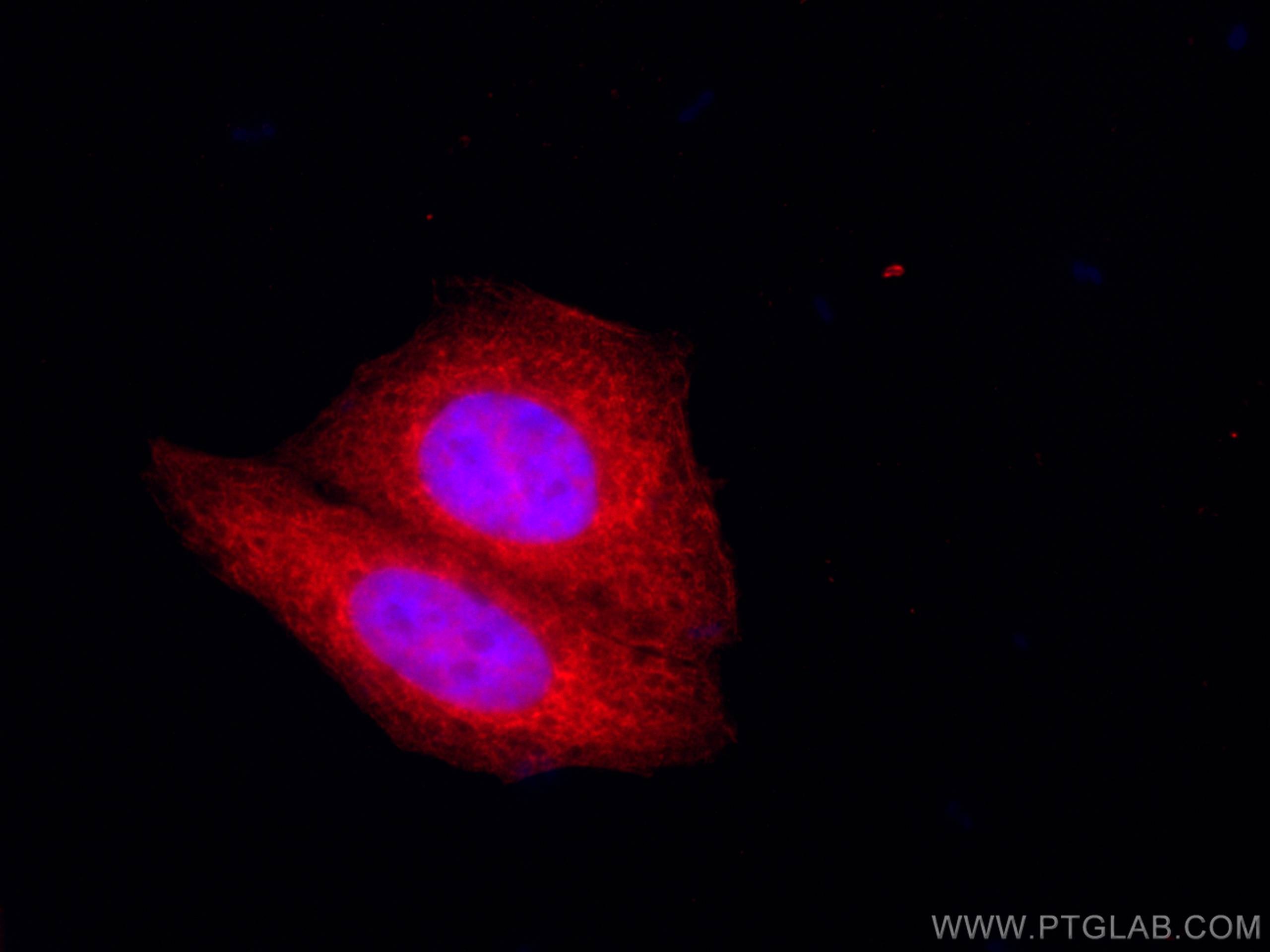 Immunofluorescence (IF) / fluorescent staining of HepG2 cells using CoraLite®594-conjugated GRP94 Monoclonal antibody (CL594-60012)