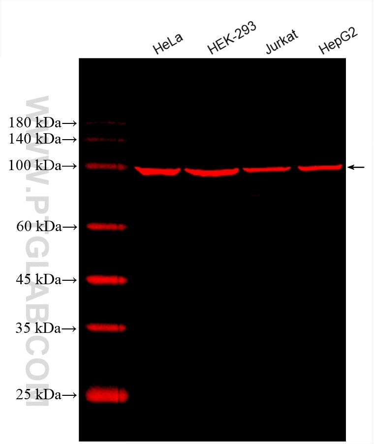 Western Blot (WB) analysis of various lysates using CoraLite®594-conjugated GRP94 Monoclonal antibody (CL594-60012)