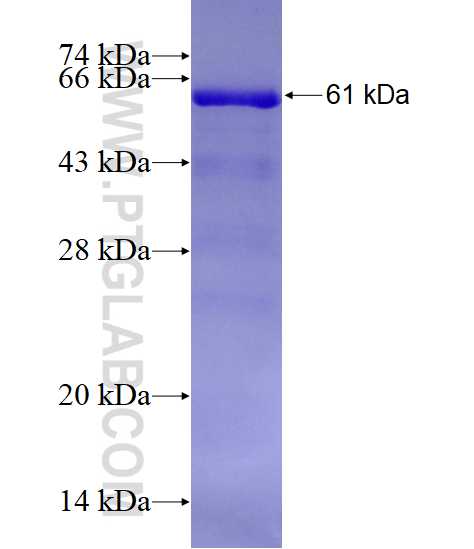 GRP94 fusion protein Ag1439 SDS-PAGE