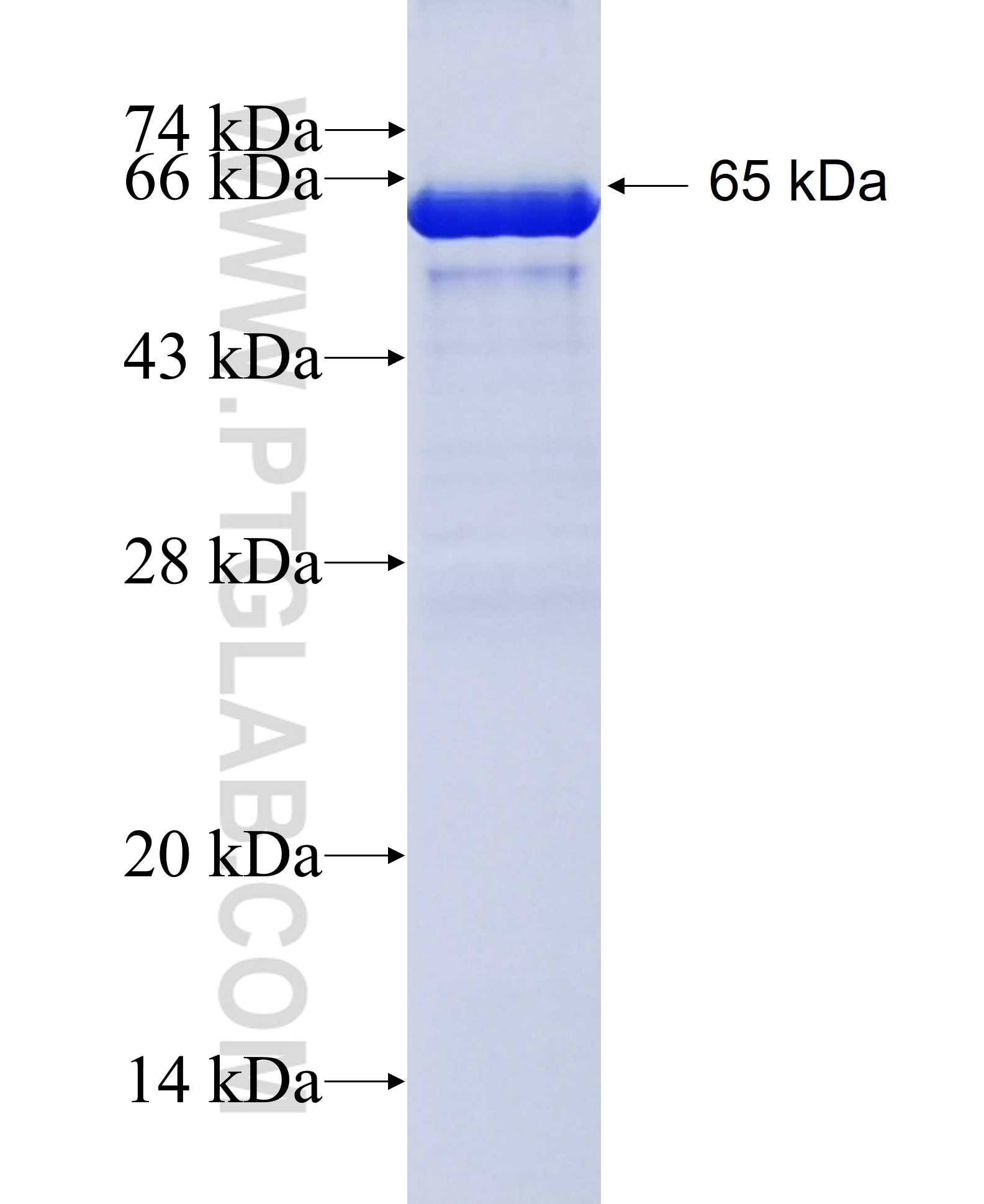 GRP94 fusion protein Ag1439 SDS-PAGE