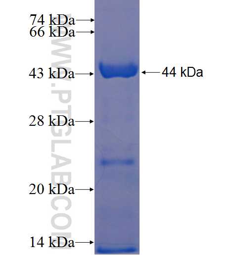 GRP94 fusion protein Ag6344 SDS-PAGE