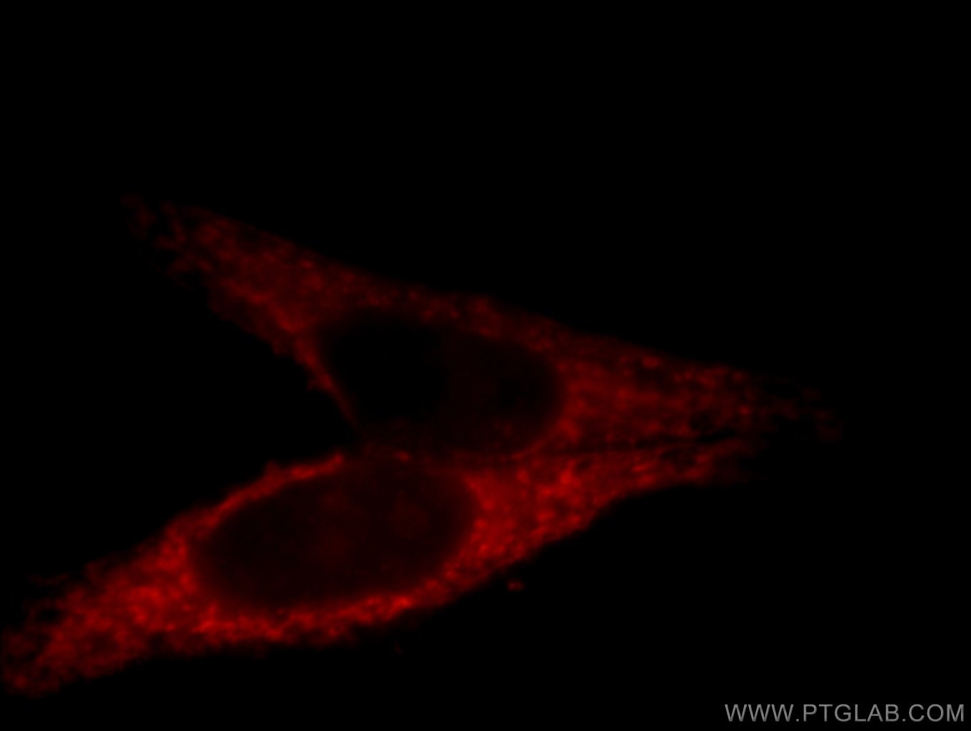 Immunofluorescence (IF) / fluorescent staining of HepG2 cells using GRPEL1 Polyclonal antibody (12720-1-AP)