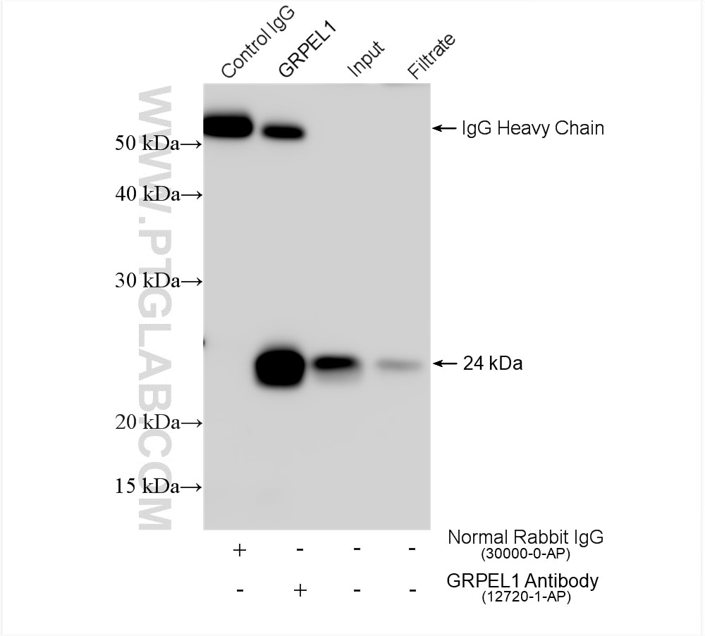 Immunoprecipitation (IP) experiment of MCF-7 cells using GRPEL1 Polyclonal antibody (12720-1-AP)