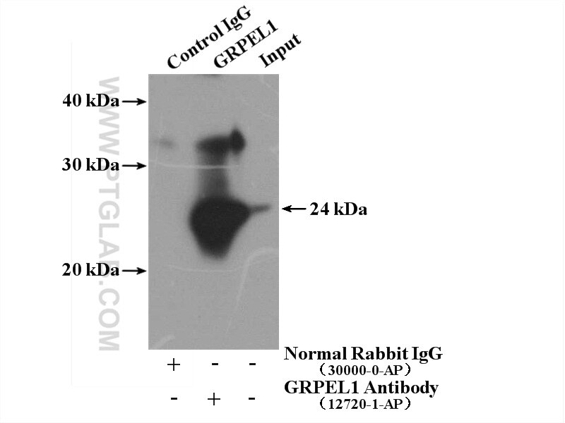 Immunoprecipitation (IP) experiment of MCF-7 cells using GRPEL1 Polyclonal antibody (12720-1-AP)