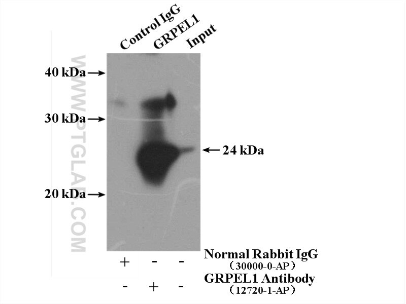 GRPEL1