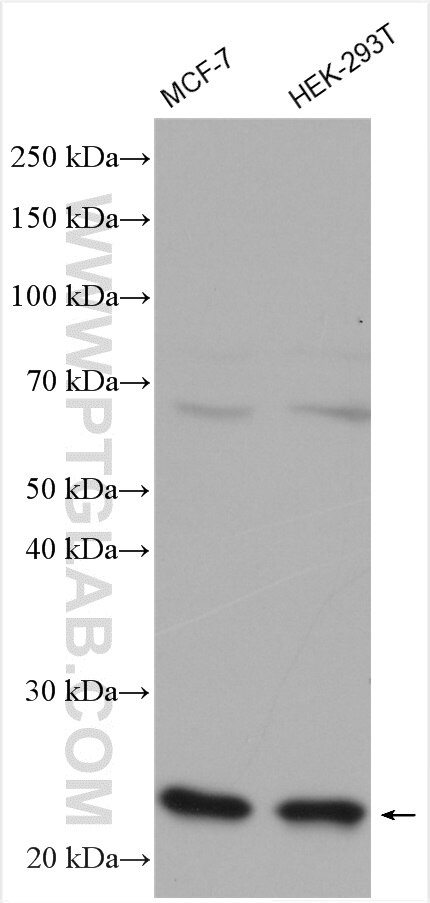 Western Blot (WB) analysis of various lysates using GRPEL1 Polyclonal antibody (12720-1-AP)