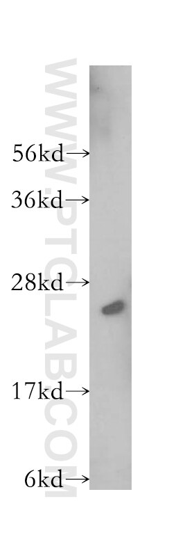 GRPEL1