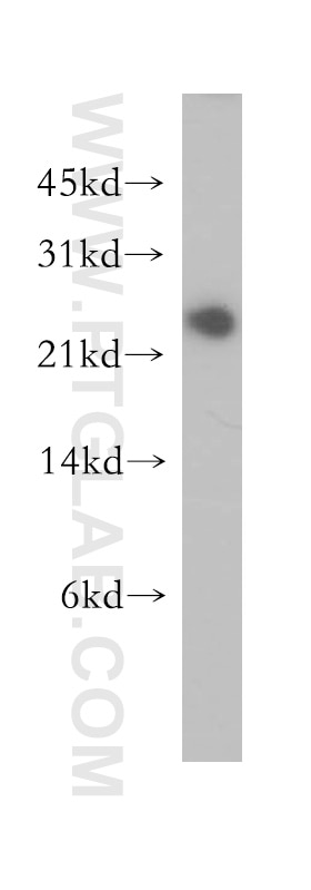 Western Blot (WB) analysis of MCF-7 cells using GRPEL1 Polyclonal antibody (12720-1-AP)
