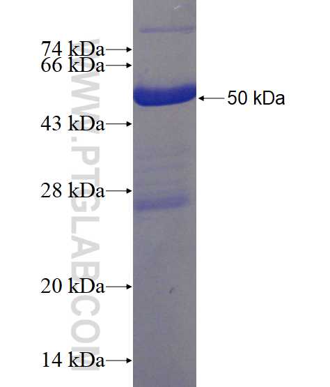 GRPEL1 fusion protein Ag3415 SDS-PAGE