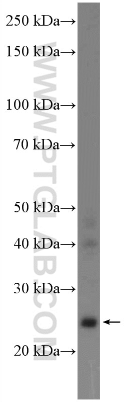 Western Blot (WB) analysis of mouse liver tissue using GRPEL2 Polyclonal antibody (17751-1-AP)