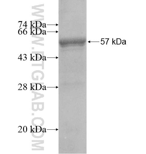 GRPEL2 fusion protein Ag12018 SDS-PAGE
