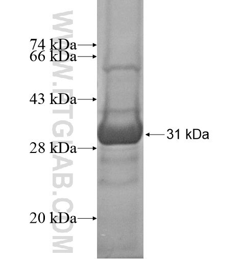 GRPEL2 fusion protein Ag12151 SDS-PAGE