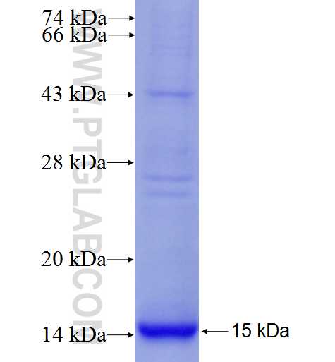 GRPR fusion protein Ag25443 SDS-PAGE