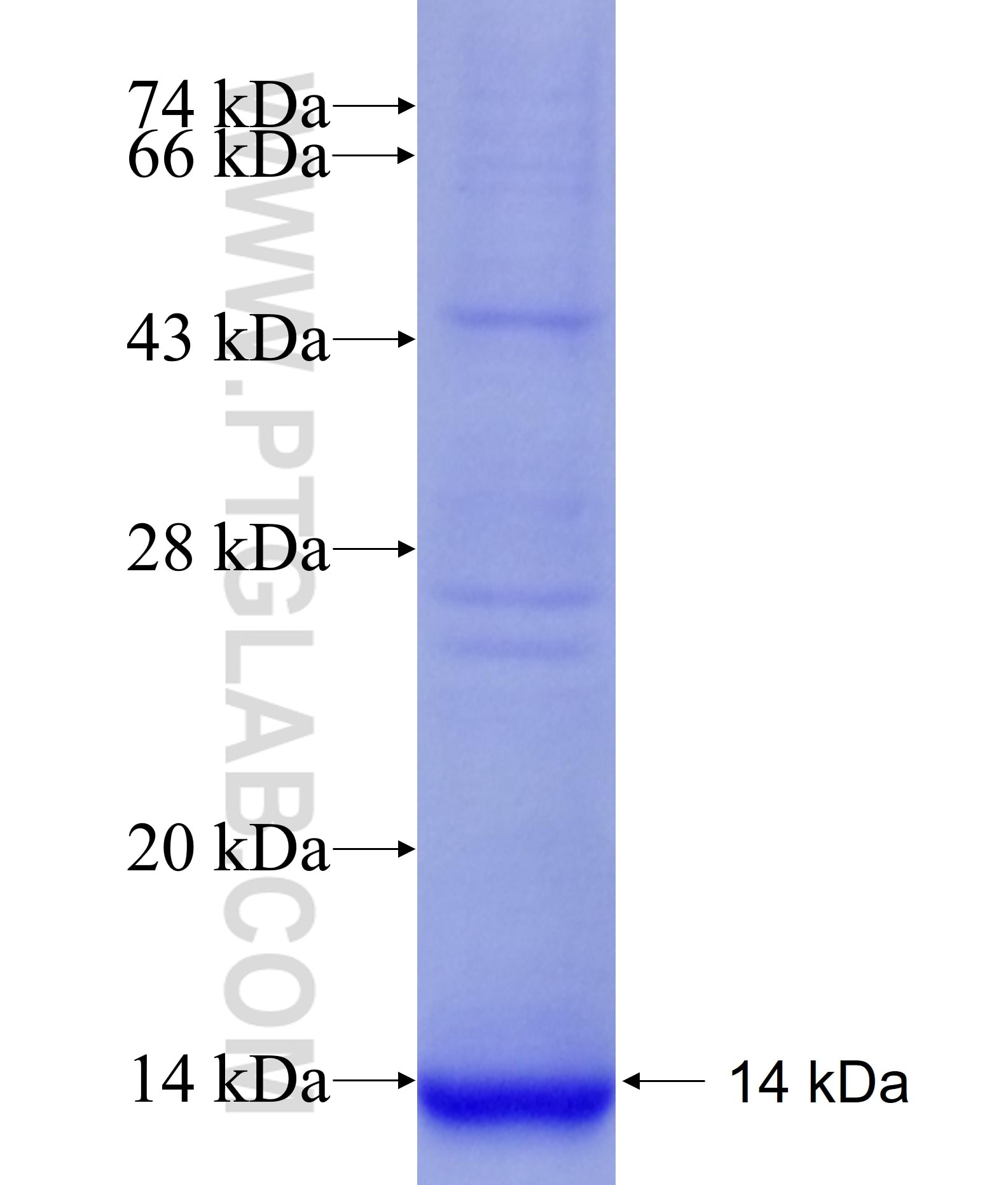 GRPR fusion protein Ag25443 SDS-PAGE