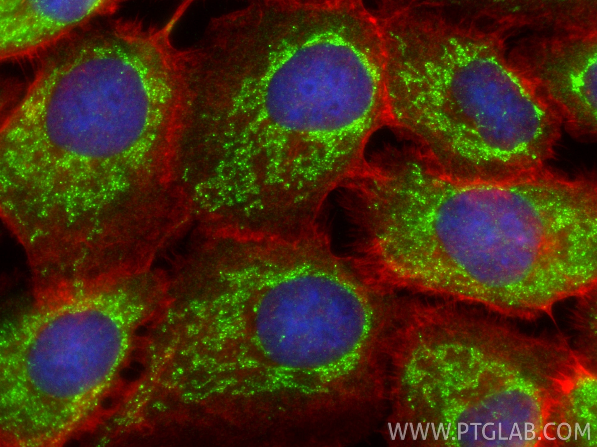 Immunofluorescence (IF) / fluorescent staining of U-251 cells using GRSF1 Polyclonal antibody (30992-1-AP)
