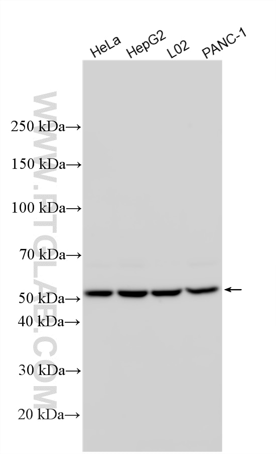 Western Blot (WB) analysis of various lysates using GRSF1 Polyclonal antibody (30992-1-AP)