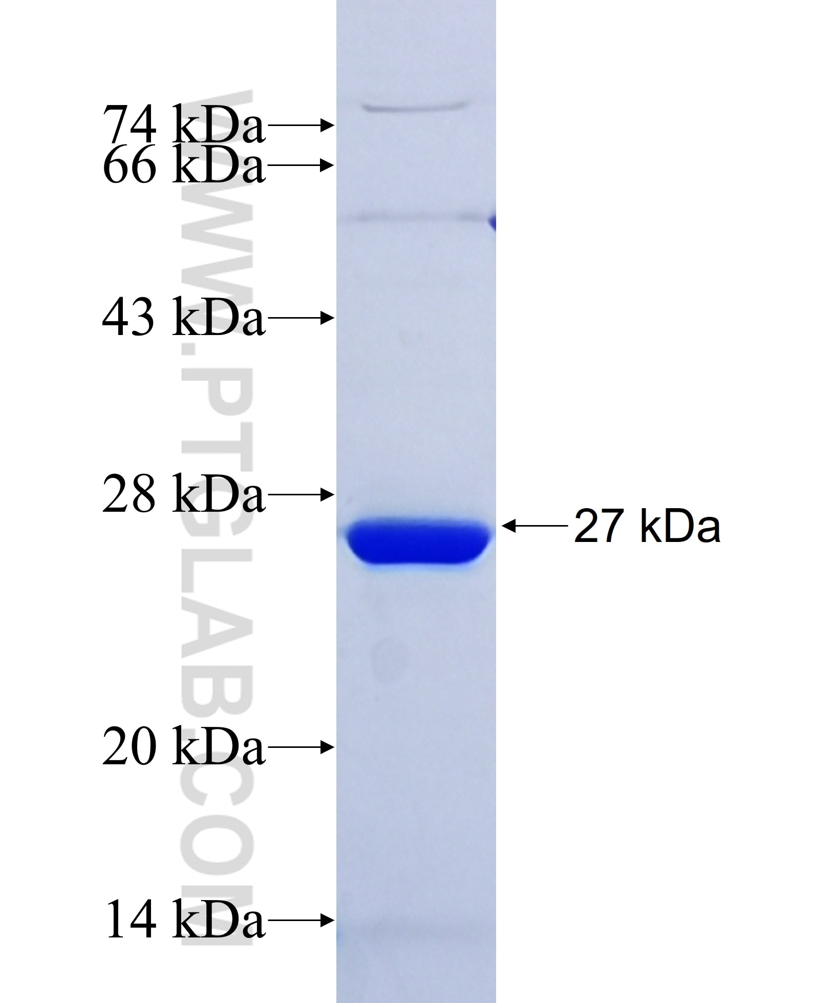 GRSF1 fusion protein Ag34327 SDS-PAGE GRSF1 fusion protein Ag34327 SDS-PAGE
