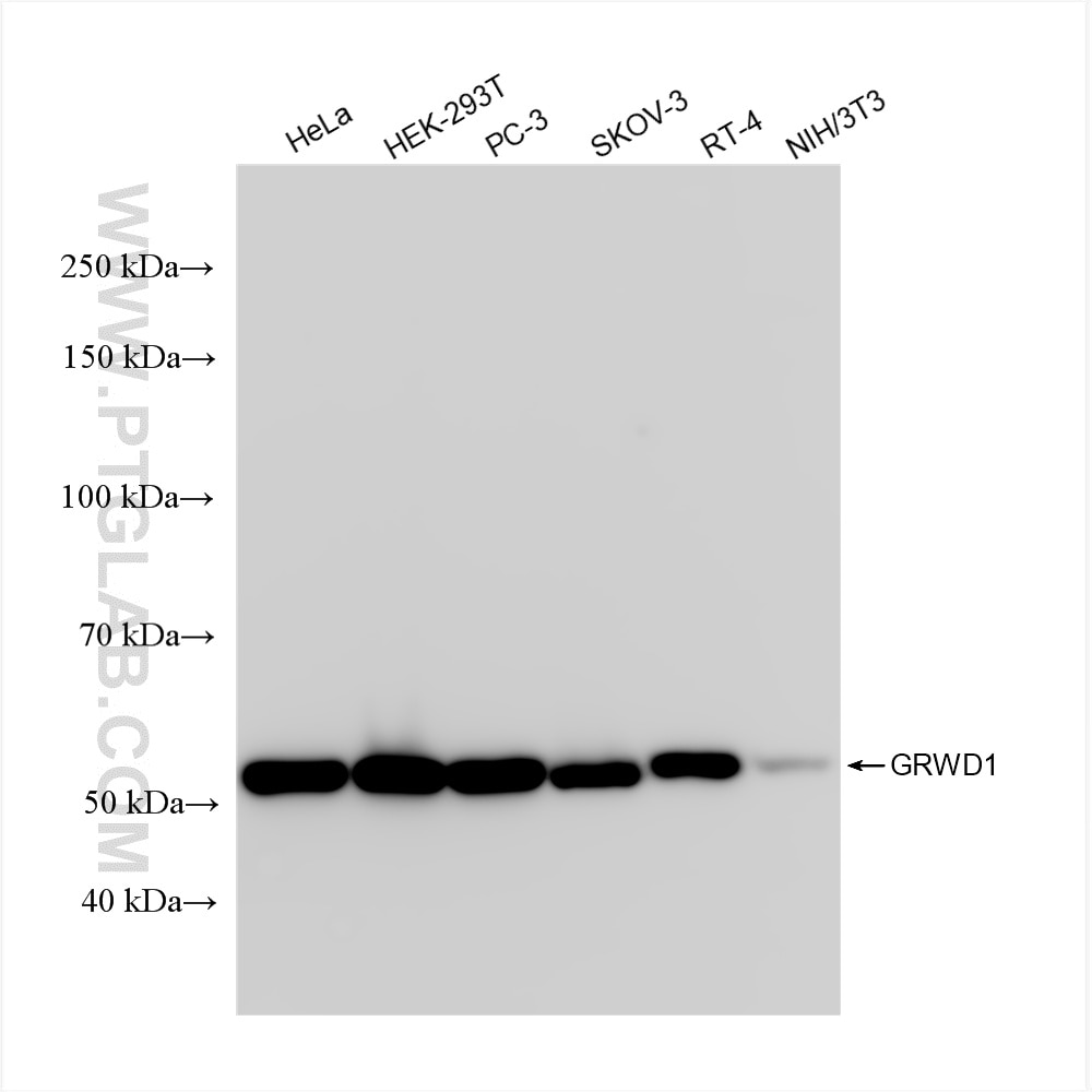 Western Blot (WB) analysis of various lysates using GRWD1 Recombinant antibody (86451-3-RR)