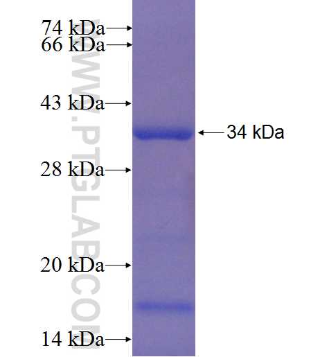 GRWD1 fusion protein Ag24601 SDS-PAGE