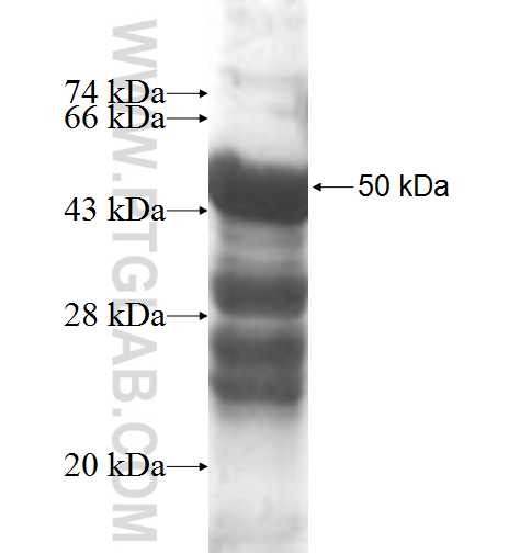GRWD1 fusion protein Ag0367 SDS-PAGE