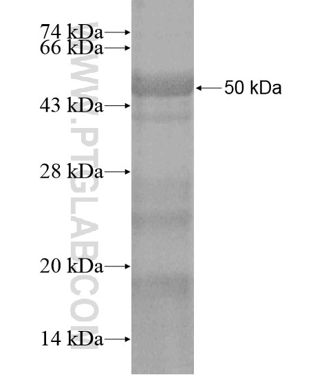 GRXCR1 fusion protein Ag20313 SDS-PAGE