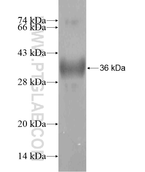 GRXCR1 fusion protein Ag20331 SDS-PAGE