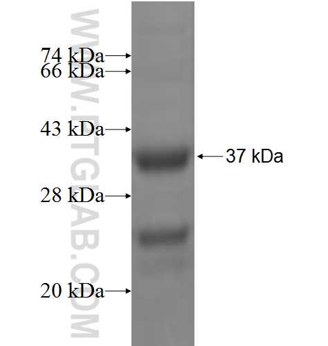GS15 fusion protein Ag5351 SDS-PAGE