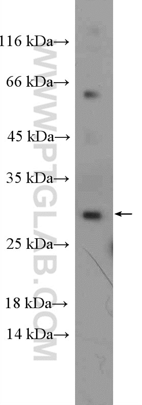Western Blot (WB) analysis of rat liver tissue using GS28 Polyclonal antibody (16106-1-AP)