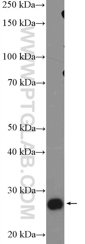 Western Blot (WB) analysis of NIH/3T3 cells using GS28 Polyclonal antibody (16106-1-AP)