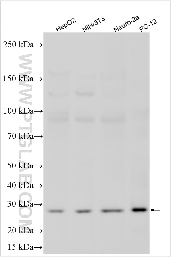 Western Blot (WB) analysis of various lysates using GS28 Polyclonal antibody (16106-1-AP)