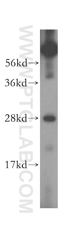 Western Blot (WB) analysis of HepG2 cells using GS28 Polyclonal antibody (16106-1-AP)