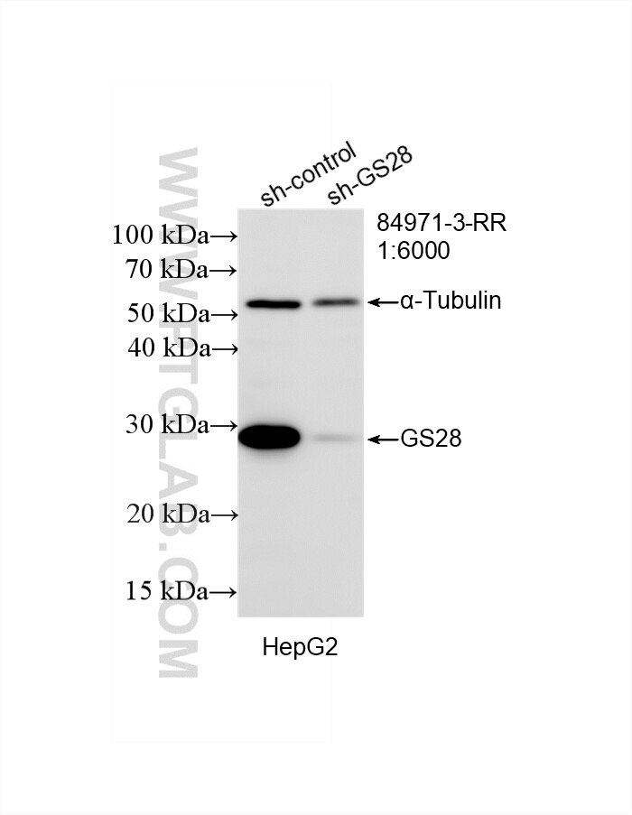WB result of GS28 antibody (84971-3-RR; 1:6000; incubated at room temperature for 1.5 hours) with sh-Control and sh-GS28 transfected HepG2 cells. This data was developed using the same antibody clone with 84971-3-PBS in a different storage buffer formulation. Western Blot (WB) analysis of HepG2 cells using GS28 Recombinant monoclonal antibody (84971-3-RR)