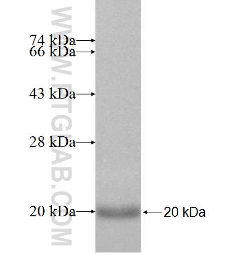 GS28 fusion protein Ag8997 SDS-PAGE