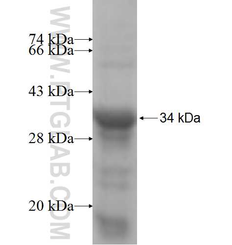 GSC fusion protein Ag6477 SDS-PAGE