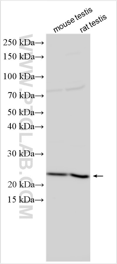 Western Blot (WB) analysis of various lysates using GSC2 Polyclonal antibody (31709-1-AP)