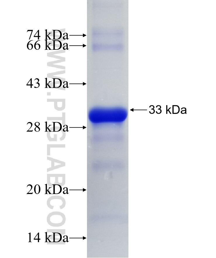 GSC2 fusion protein Ag35963 SDS-PAGE
