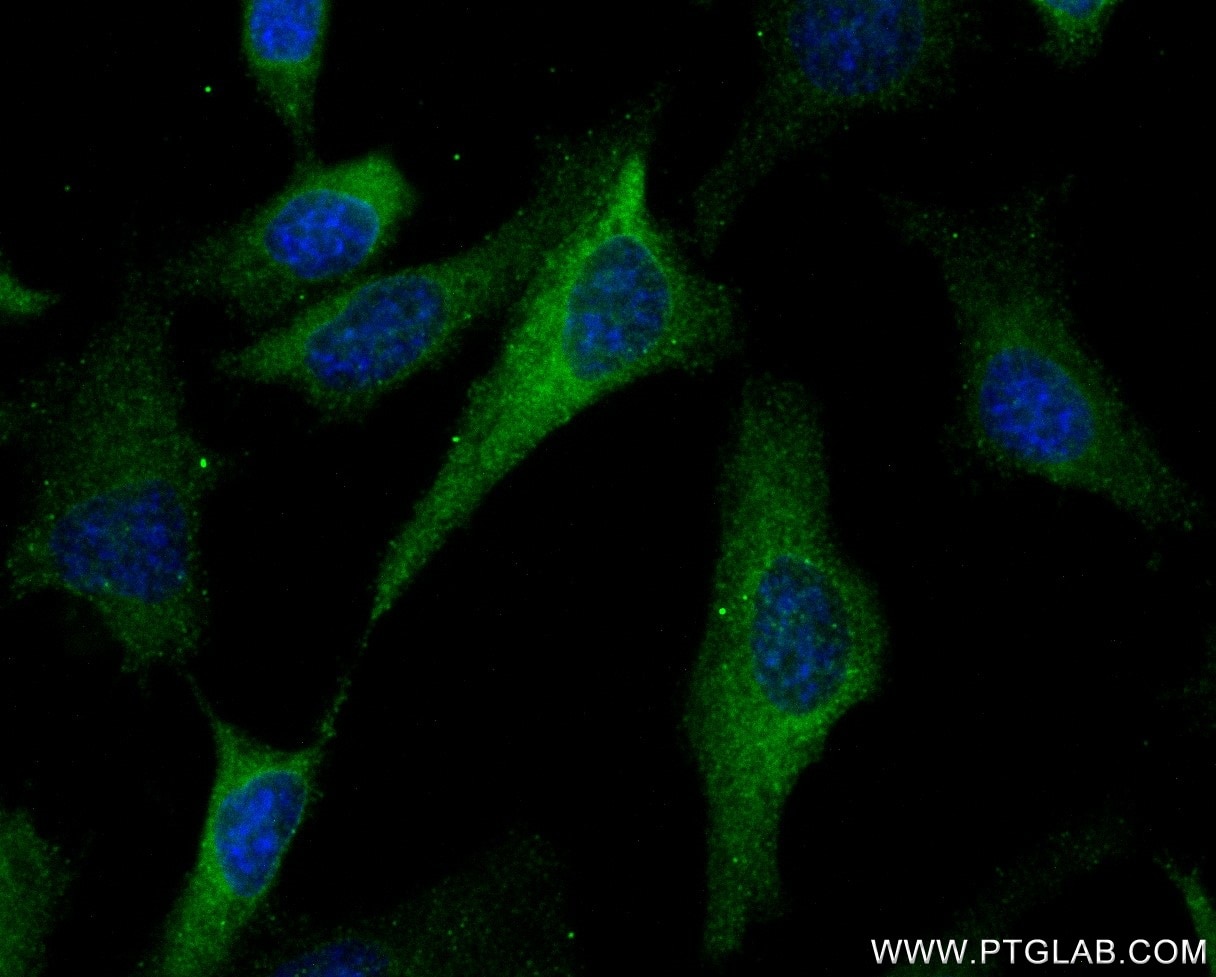 IF Staining of HeLa using 82920-1-RR