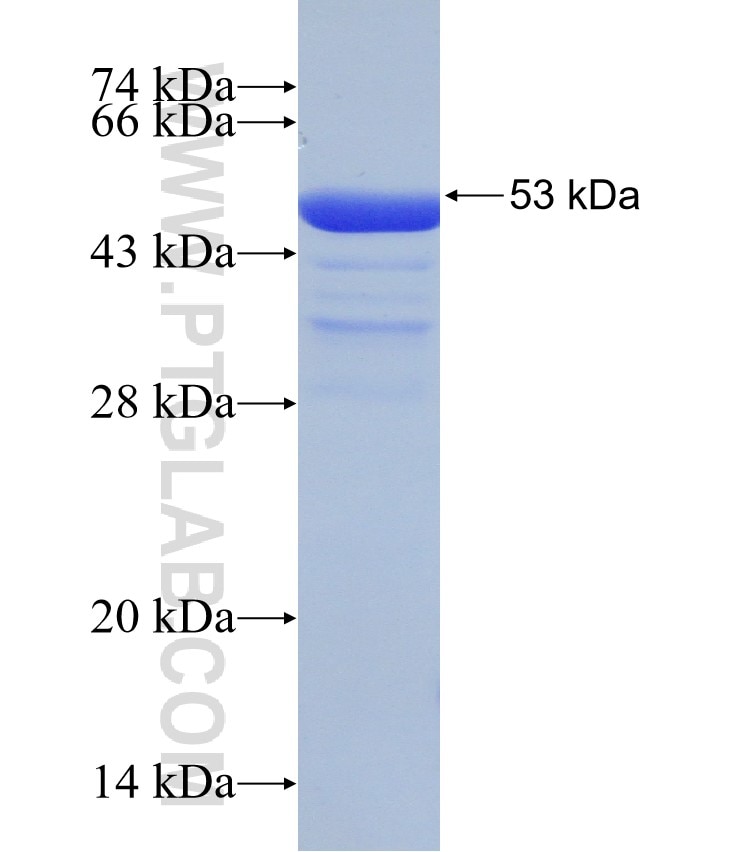GSDMA fusion protein Ag31284 SDS-PAGE