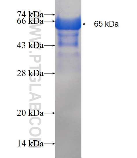 GSDMA fusion protein Ag16245 SDS-PAGE