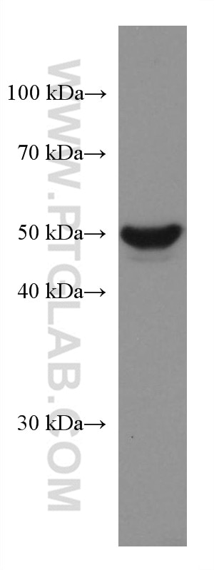 Western Blot (WB) analysis of MCF-7 cells using GSDMB Monoclonal antibody (67527-1-Ig)