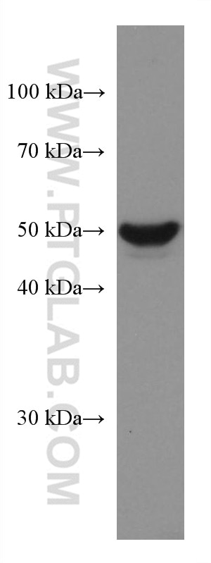 WB analysis of MCF-7 using 67527-1-Ig