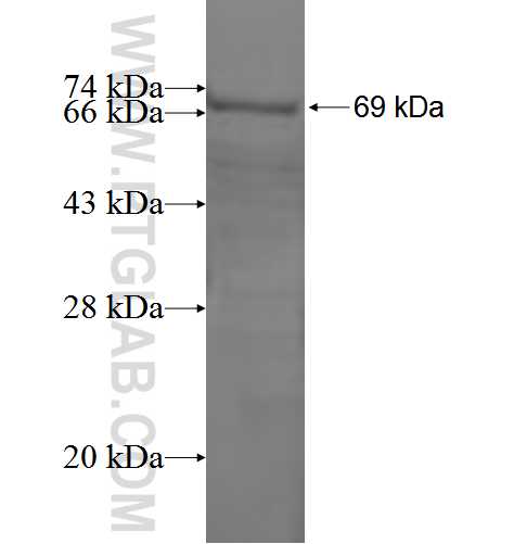 GSDMB fusion protein Ag3895 SDS-PAGE