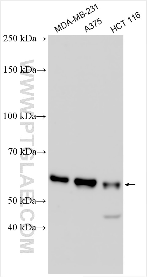 Western Blot (WB) analysis of various lysates using GSDMC Polyclonal antibody (30469-1-AP)