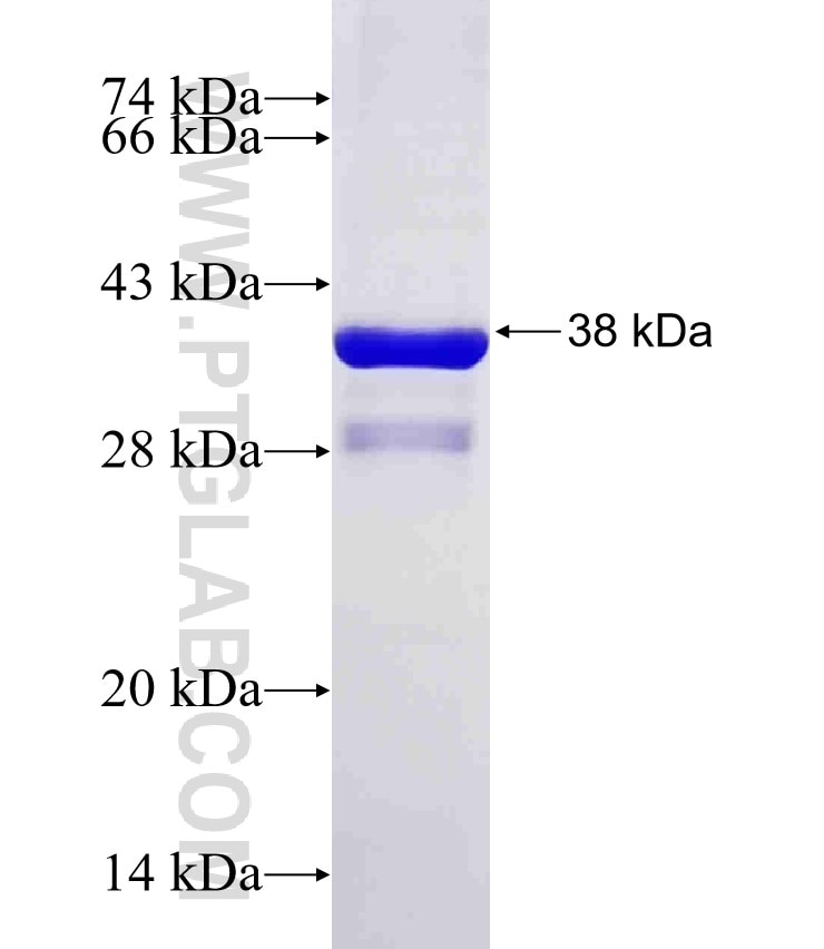 GSDMC fusion protein Ag26365 SDS-PAGE