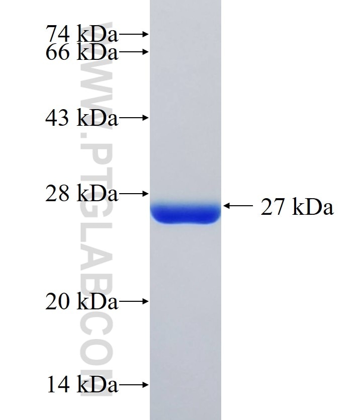 GSDMC fusion protein Ag33323 SDS-PAGE