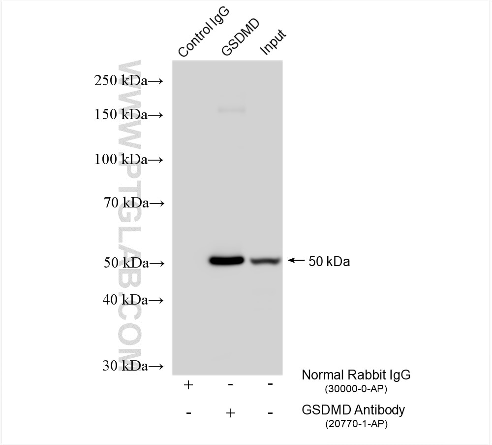 Immunoprecipitation (IP) experiment of THP-1 cells using GSDMD  Polyclonal antibody (20770-1-AP)