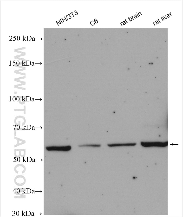 Western Blot (WB) analysis of various lysates using GSDMD  Polyclonal antibody (20770-1-AP)