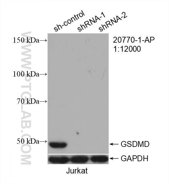 Western Blot (WB) analysis of Jurkat cells using GSDMD  Polyclonal antibody (20770-1-AP)