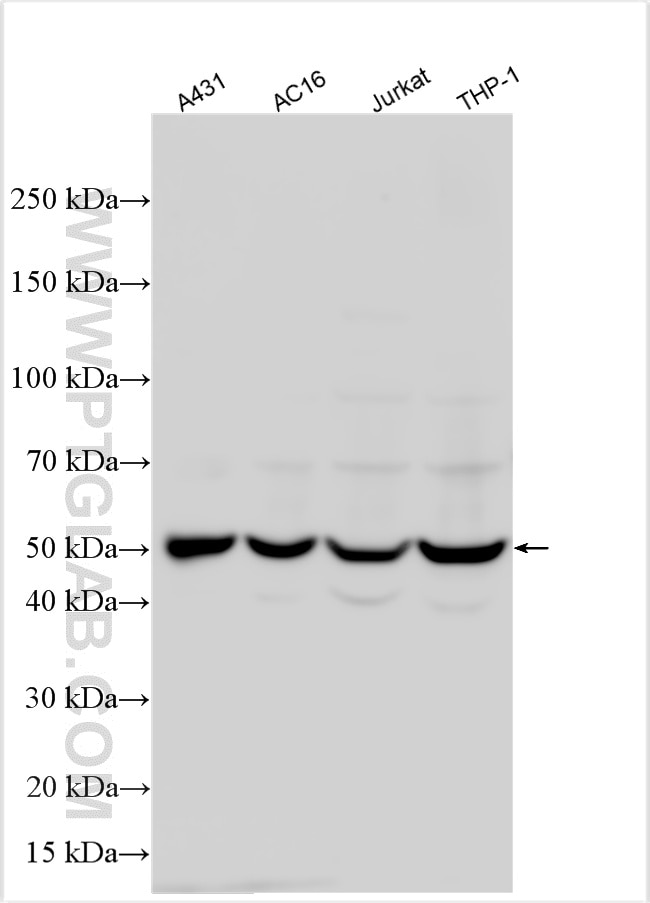 WB analysis using 20770-1-AP Western Blot (WB) analysis of various lysates using GSDMD Polyclonal antibody (20770-1-AP)