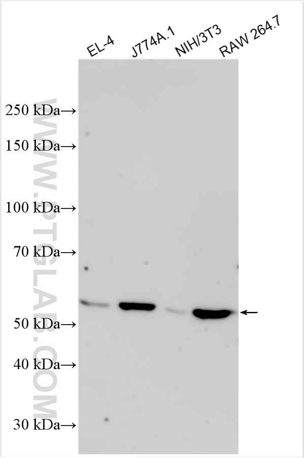 Western Blot (WB) analysis of various lysates using GSDMD Polyclonal antibody (31942-1-AP)